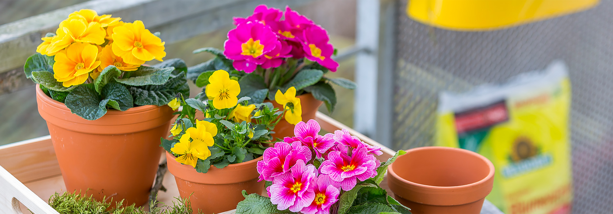 Bring colour to your patio and balcony!