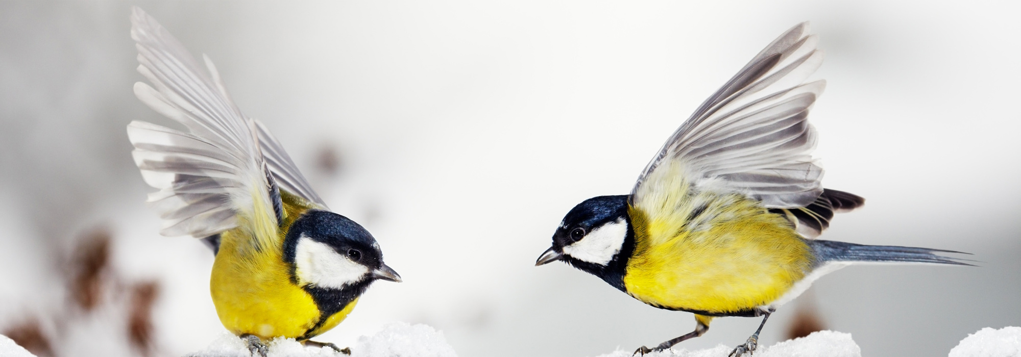 Feed for birds