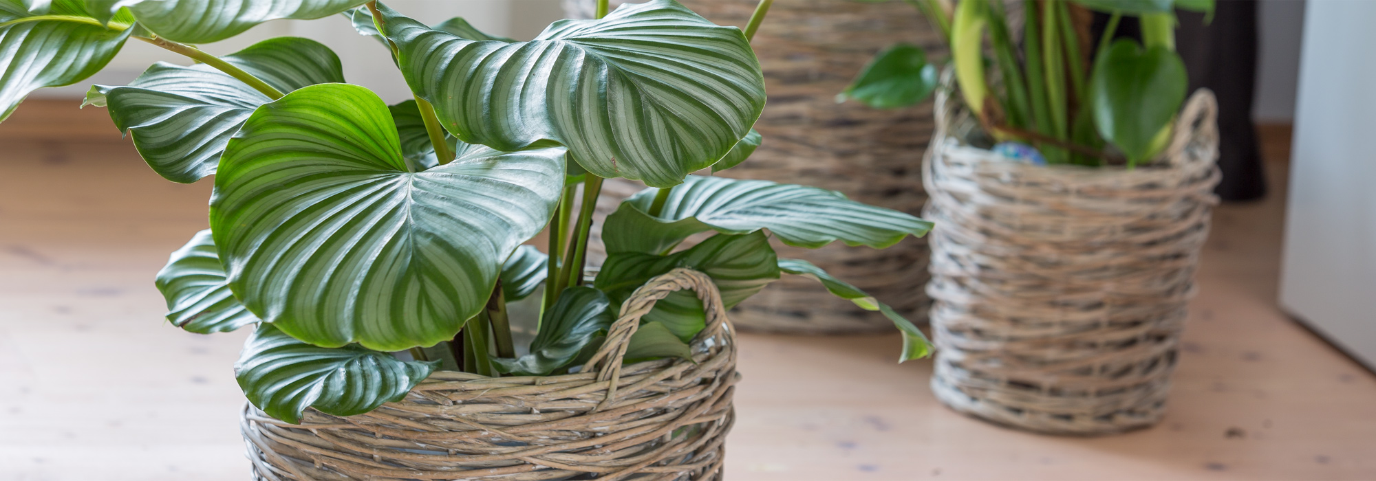 Care for your potted plants in winter
