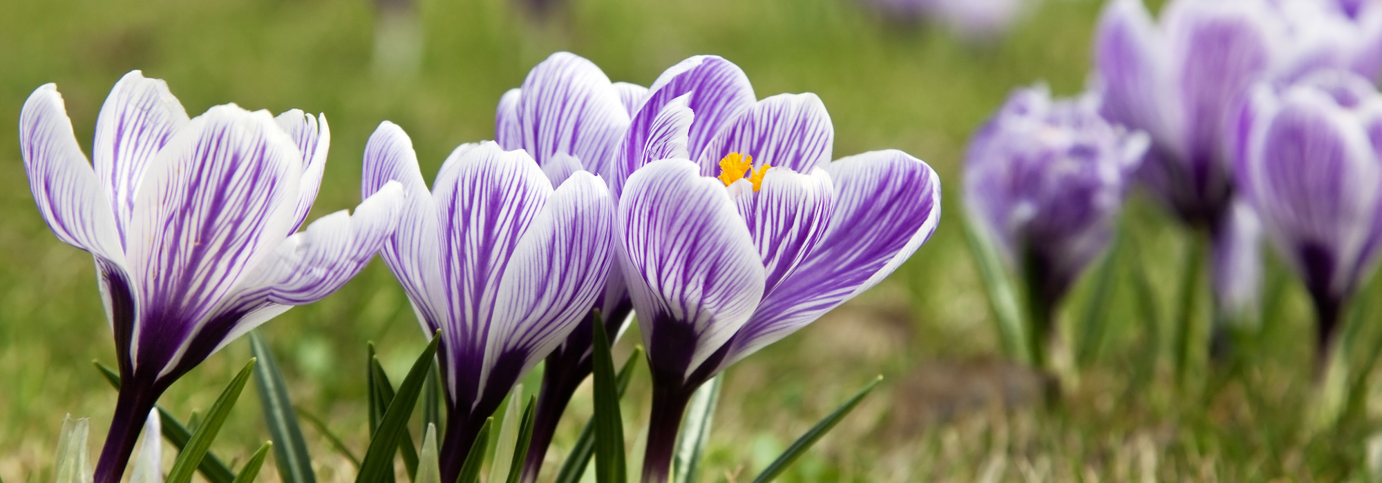 Spring awakens